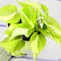 Fresh Philodendron Plant Seeds Indoor Air Purification (Color: 4)