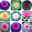 Fresh Kale Seed Flowering Ornamental Cabbage Seed Decoration Flower (Color: MIX)
