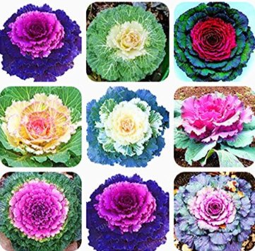 Fresh Kale Seed Flowering Ornamental Cabbage Seed Decoration Flower (Color: MIX)
