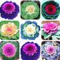 Fresh Kale Seed Flowering Ornamental Cabbage Seed Decoration Flower (Color: MIX)