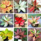 Fresh Aglaonema Pink Dud Seeds Mosaic s Perennial Evergreen Trees (Color: MIX)