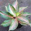 Fresh Aglaonema Pink Dud Seeds Mosaic s Perennial Evergreen Trees (Color: 8)