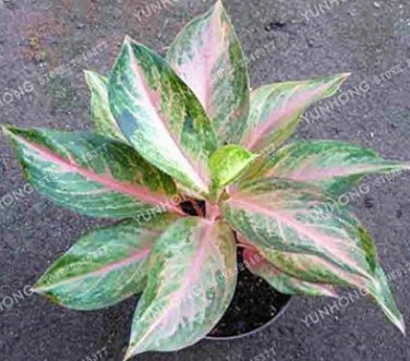 Fresh Aglaonema Pink Dud Seeds Mosaic s Perennial Evergreen Trees (Color: 8)