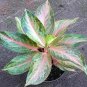 Fresh Aglaonema Pink Dud Seeds Mosaic s Perennial Evergreen Trees (Color: 8)