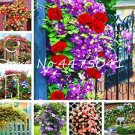 Fresh Climbing Rose Seed Perennial Indoor Charming Rose for Home Garden (Color: Mixed)