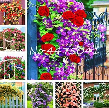 Fresh Climbing Rose Seed Perennial Indoor Charming Rose for Home Garden (Color: Mixed)
