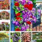 Fresh Climbing Rose Seed Perennial Indoor Charming Rose for Home Garden (Color: Mixed)