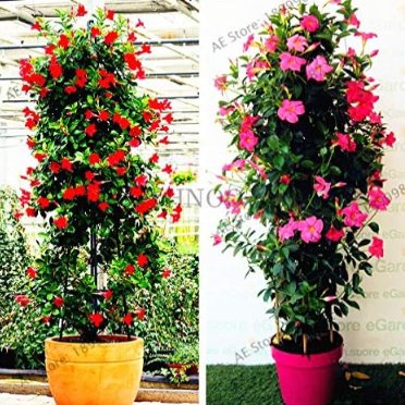 Fresh Perennial Rare Mandevilla Sanderi Flower Seeds (Color: Mix)
