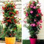 Fresh Perennial Rare Mandevilla Sanderi Flower Seeds (Color: Mix)