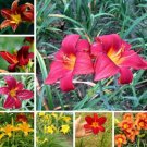 Fresh Hemerocallis Home Garden Seed Outdoor Perennial Flower Semillas