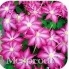 Fresh Vine Clematis Potted Clematis Garden Flowers Seeds