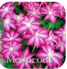 Fresh Vine Clematis Potted Clematis Garden Flowers Seeds