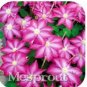 Fresh Vine Clematis Potted Clematis Garden Flowers Seeds