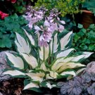 Fresh Hosta Touch of Class Blue/Yellow/Green Mixed Hardy Perennial Garden Seeds