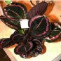 Fresh Mixed Palm Tree Turtle Leaves Seed (Color: 5)