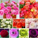 Fresh Ranunculus Asiaticus Flower Seed (Color: mix)