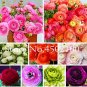 Fresh Ranunculus Asiaticus Flower Seed (Color: mix)