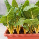 Fresh Jiayuan Golden Chard Seeds