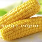 Fresh Sweet Glutinous Corn Seed (Color: 10)