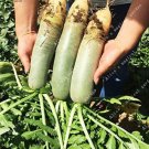 Fresh Green Sweet Radish Seeds Organic Vegetables and Fruit