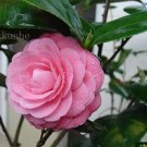 Fresh Camellia Tree sea pomegranate camellia Seeds (Color: 3)
