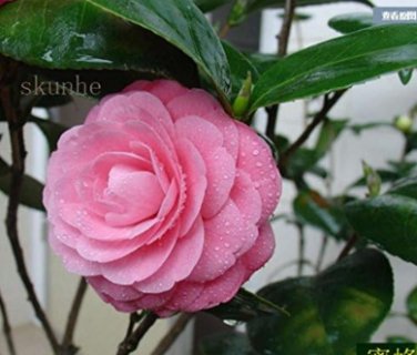 Fresh Camellia Tree sea pomegranate camellia Seeds (Color: 3)