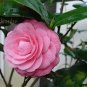 Fresh Camellia Tree sea pomegranate camellia Seeds (Color: 3)