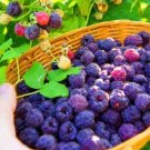 Fresh Rare Raspberry Flores Genuine Wild Seeds