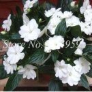 Fresh Super Balsam Double Impatiens Flower Seed Plant (Color: 2)