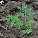 Fresh Peru Maca Semente Seeds Plant Lepidium Meyenii Walp for Peruvian Ginseng