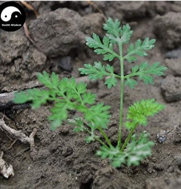Fresh Peru Maca Semente Seeds Plant Lepidium Meyenii Walp for Peruvian Ginseng