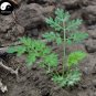 Fresh Peru Maca Semente Seeds Plant Lepidium Meyenii Walp for Peruvian Ginseng