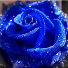 Fresh Blue Rose Seeds Fragrant Gardens Flowering Plants Strong Blue Dragon Rose