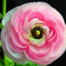 Fresh Persian Buttercup Seeds (Mixed Colour) Ranunculus* Double Buttercup (Color: 4)