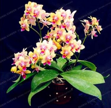 Fresh Cymbidium Flower Seed Garden Butterfly Orchid Seed (Color: 4)