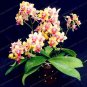 Fresh Cymbidium Flower Seed Garden Butterfly Orchid Seed (Color: 4)