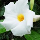 Fresh Climbing Mandevilla Sanderi Dipladenia sanderi Seed Perennial Flower (Color: 6)