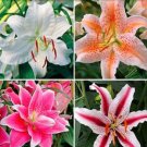 Fresh 24 Colors Lily Seed Perfume Lilies and Mixing Different Varieties (Color: Mix)