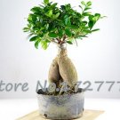 Fresh Ficus Microcarpa Seed Rare Tree Plants Seed Home and Garden (Color: Light Green)