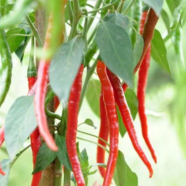 Fresh Erjingtiao Pepper Seeds