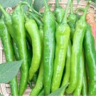 Fresh Hangjiao No.1 Pepper Seeds