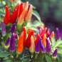 Fresh Colorful Chaotian Pepper Seeds