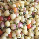 Fresh Pearl Multicolored Pepper Seeds
