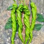Fresh Screw Pepper No.1209 Seeds