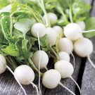 Fresh White Cherry Radish Seeds