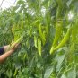 Fresh Ruila Spicy Goat s Horn Pepper Seeds