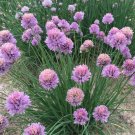 Fresh Allium schoenoprasum Seeds