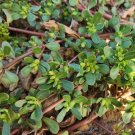 Fresh Dutch Purslane Seeds
