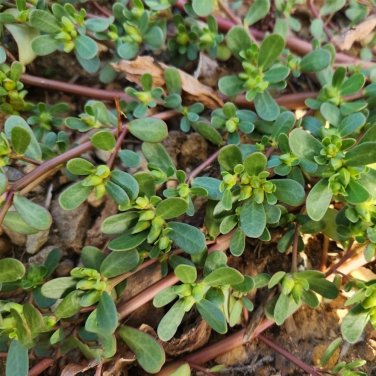 Fresh Dutch Purslane Seeds
