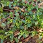 Fresh Dutch Purslane Seeds